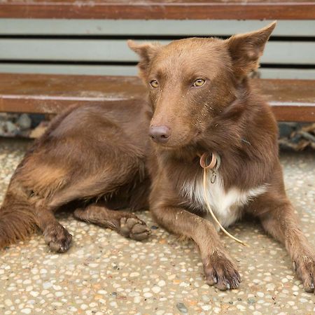 Cairns Homestead Redlynch Pet And Family Friendly Esterno foto