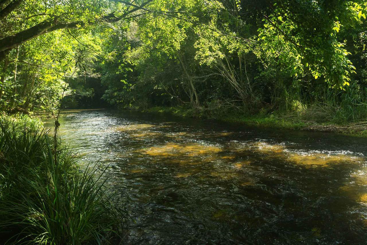 Cairns Homestead Redlynch Pet And Family Friendly Esterno foto